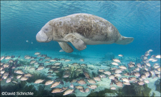 David Schrichte manatee photo