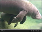 Manatees and Entanglement Video