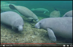 Manatees