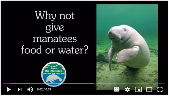 Why not give manatees food or water?