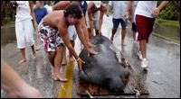 Manatee rescue after storm surge