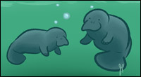 Jessica Peterson manatee mom and calf graphic