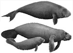West Indian manatees and dugong