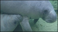 Moira-Rose the manatee and her calf