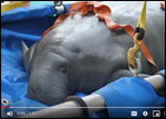 Rescued manatee