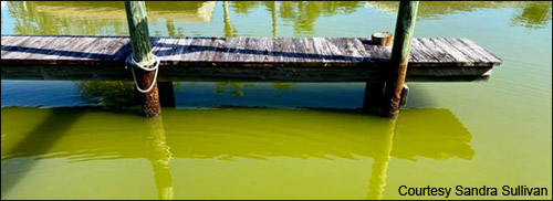 Algae bloom in the Indian River Lagoon