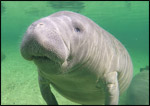 Manatee