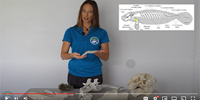 A video snip of SMC's Cora Berchem reviewing manatee anatomy