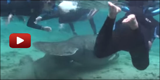 Swimmers chase and touch a manatee at Three Sisters Springs.