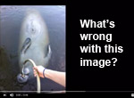 Don't Feed or Give Manatees Water Video