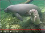 Mother manatee and calf