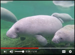 Do manatees have ears video