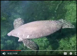 A manatee nursing twin calves