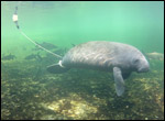 Manatee wearing a tracking device
