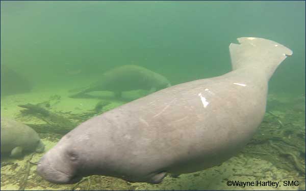 Margarito the manatee lost his left flipper because of fishing line entanglement.
