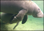 Una the manatee with fishing line entanglement