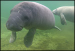 Manatee calf Astro