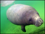 Wayne Hartley manatee photo