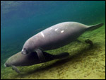 Aqua the manatee and her calf Astro